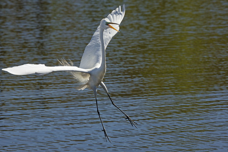 Great egret, Ardea alba, landing in shallow water with its wings outspread and its bill open, at a swamp in central Florida.の写真素材