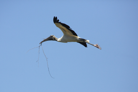 Wood stork, Mycteria americana, flying in a blue sky with nesting material in its bill in central Florida.の写真素材