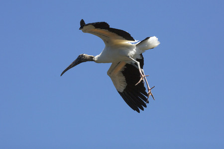 Wood stork, Mycteria americana, preparing for a landing, with its legs dangling awkwardly in central Florida.の写真素材