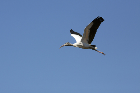 Wood stork, Mycteria americana, flying in blue sky over a swamp in central Florida.の写真素材
