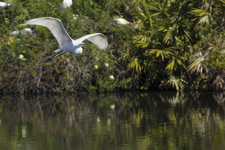 Great egret, Ardea alba, flying from shrubs over water at a rookery in central Florida.の写真素材