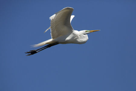 Great egret, Ardea alba, flying in a blue sky over a swamp in central Florida.の写真素材