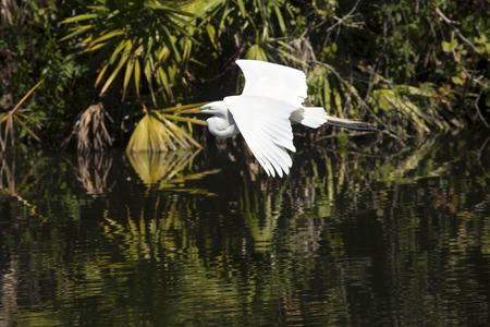 Great egret, Ardea alba, flying low over water at a rookery in central Florida.の写真素材
