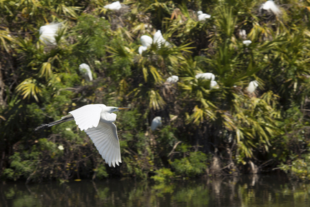 Great egret, Ardea alba, flying from shrubs over water at a rookery in central Florida.の写真素材