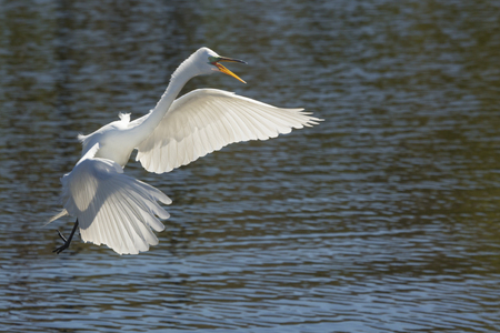 Great egret, Ardea alba, flying low over shallow water with its wings outspread and bill open, at a swamp in central Florida.の写真素材