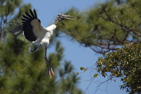 Wood stork, Mycteria americana, landing in a shrub with pine trees in the background in central Florida.の写真素材