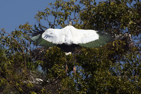Wood stork, Mycteria americana, landing in a shrub with its back turned and wings outspread in central Florida.の写真素材