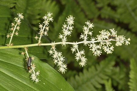 Two beetles on a false Solomon's seal flower, Smilacina racemosa, in Valley Falls Park , Vernon, Connecticut.の写真素材