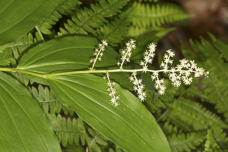 False Solomon's seal flower, Smilacina racemosa, in Valley Falls Park, Vernon, Connecticut.の写真素材