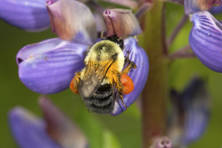 Bumblebee, Bombus sp., with large orange pollen basket and orange pollen on its legs, visiting a lupine flower in the Belding Preserve, Vernon, Connecticut.の写真素材