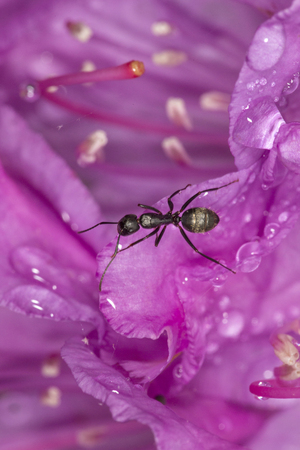 Eastern carpenter ant, Camponotus pennsylvanicus, inside a wet, lavender rhododendron flower in South Windsor, Connecticut.の写真素材