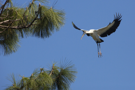 Wood stork, Mycteria americana, coming in for a landing in a central Florida pine tree.の写真素材