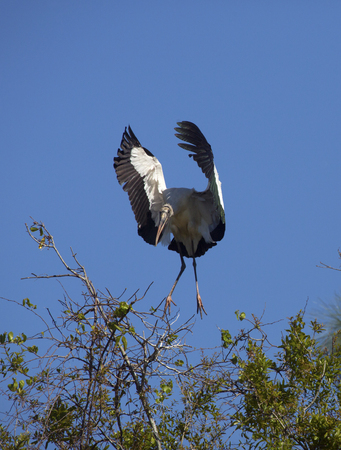 Wood stork, Mycteria americana, coming in for a landing in some central Florida shrubs, with wings outspread.の写真素材
