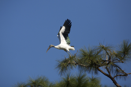 Wood stork, Mycteria americana, taking off from the top of a pine tree in a central Florida swamp.の写真素材