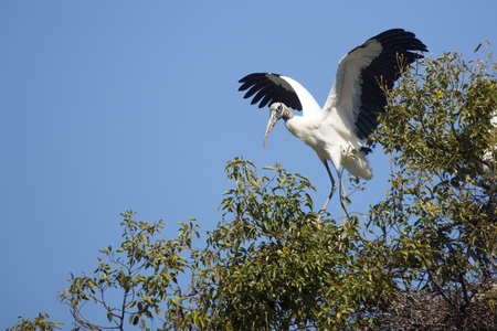 Wood stork, Mycteria americana, taking off from the top of a shrub in a central Florida swamp.の写真素材