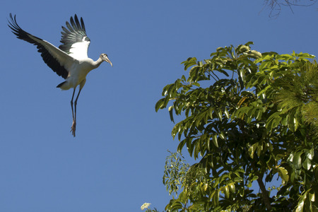 Wood stork, Mycteria americana, coming in for a landing in some central Florida shrubs.の写真素材