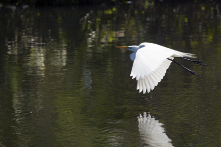 Great egret, Ardea alba, flying over water of a central Florida swamp with reflection on the water.の写真素材