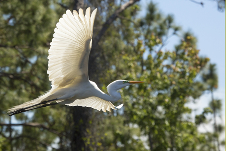 Great egret, Ardea alba, flying in a central Florida swamp, with trees the background.の写真素材