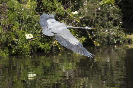 Great blue heron, Ardea herodias, flying low over water at a swamp in central Florida, with shrubs in the background.の写真素材