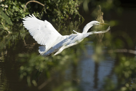 Great egret, Ardea alba, flying low over water of a central Florida swamp, partially hidden by foliage.の写真素材