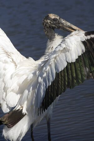 Wood stork, Mycteria americana, standing in shallow water of a swamp in central Florida with its wings outspread, drying them.の写真素材