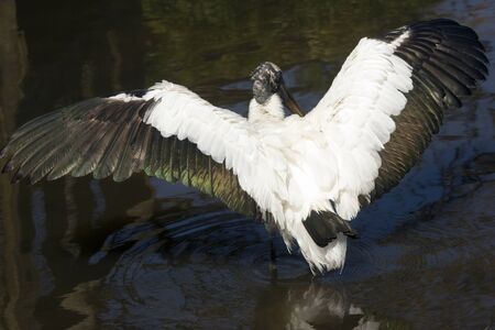 Wood stork, Mycteria americana, standing in shallow water of a swamp in central Florida with its wings outspread, drying them.の写真素材