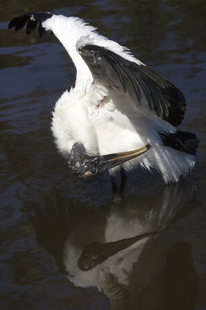 Wood stork, Mycteria americana, preening upside down while standing in shallow water of a swamp in central Florida.の写真素材