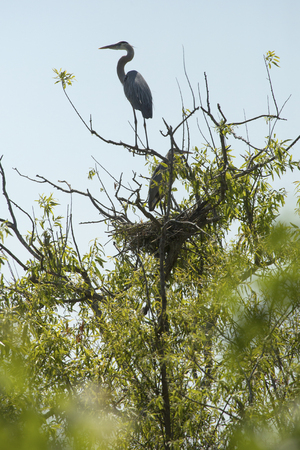 Great blue herons, Ardea herodias, perched in a tree at a nest in Magnolia Park on the shore of Lake Apopka in Florida.の写真素材
