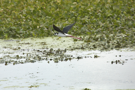Black-necked stilt, Himantopus mexicanus, flying low over water of a swamp at Orlando Wetlands Park in Christmas, Florida.の写真素材