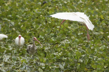 White ibis, Eudocimus alba, preparing to land in aquatic plants, with wings outspread and with other ibises wading there, at Orlando Wetlands Park in Christmas, Florida.の写真素材