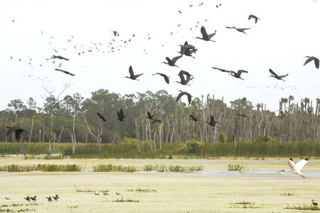 Large flock of dozens of glossy ibises, Plegatis falcinellus, flying over a swamp with palm trees in the background at Orlando Wetlands Park in Christmas, Florida.の写真素材