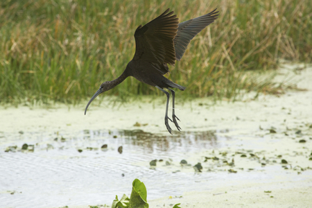 Glossy ibis, Plegatis falcinellus, flying low while preparing to land in a swamp, with its wings outspread at Orlando Wetlands Park in Christmas, Florida.の写真素材