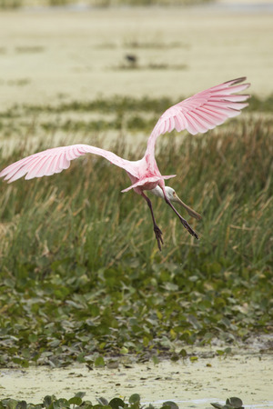 Roseate spoonbill, Platalea ajaja, landing near aquatic vegetation with wings outspread at Orlando Wetlands Park in Christmas, Florida.の写真素材