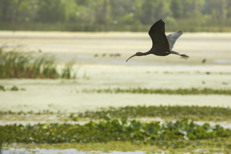 Glossy ibis, Plegatis falcinellus, flying low over a swamp, with its wings outspread at Orlando Wetlands Park in Christmas, Florida.の写真素材