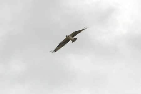 Osprey, Pandion haliaetus, in flight over a swamp at Orlando Wetlands Park in Christmas, Florida.の写真素材
