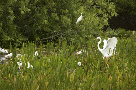 Great egret, Ardea alba, landing in aquatic vegetation with outspread in a swamp at Orlando Wetlands Park in Christmas, Florida.の写真素材