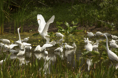 Great egrets, Ardea alba, displaying with wings outspread in a swamp at Orlando Wetlands Park in Christmas, Florida.の写真素材