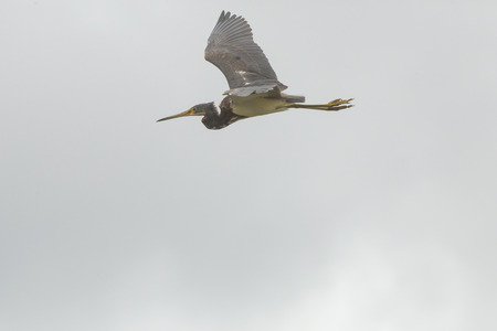 Tricolored heron, Egretta tricolor, flying in a cloudy sky over a swamp at Orlando Wetlands Park in Christmas, Florida.の写真素材