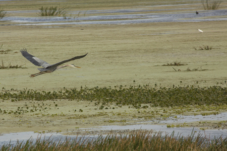 Great blue heron, Ardea herodias, flying low over aquatic vegetation in a swamp at Orlando Wetlands Park in Christmas, Florida.の写真素材