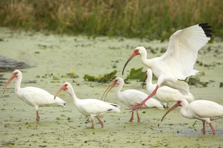 White ibis, Eudocimus alba, landing in swamp vegetation with its wings outspread next to several others at Orlando Wetlands Park in Christmas, Florida.の写真素材