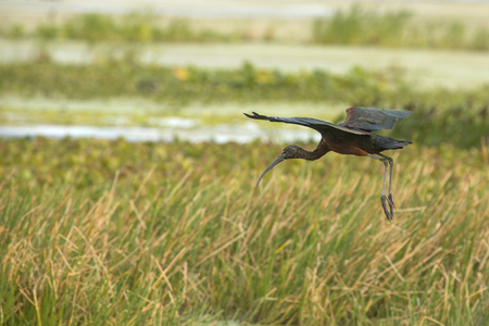Glossy ibis, Plegatis falcinellus, with iridescent wings, landing in a swamp at Orlando Wetlands Park in Christmas, Florida.の写真素材