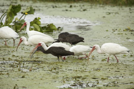 White ibises, Eudocimus alba, and glossy ibises, Plegatis falcinellus, feeding side by side in a swamp at Orlando Wetlands Park in Christmas, Florida.の写真素材