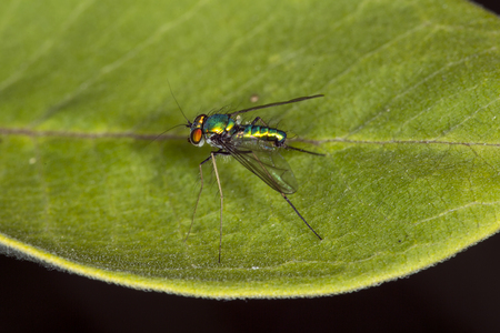 Long legged fly, Condylostylus sipho, on a milkweed leaf at the Belding Wildlife Management Area in Vernon, Connecticut.の写真素材