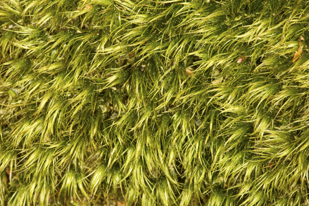 Broom moss, Dicranum scoparium, on rock at mountainの写真素材