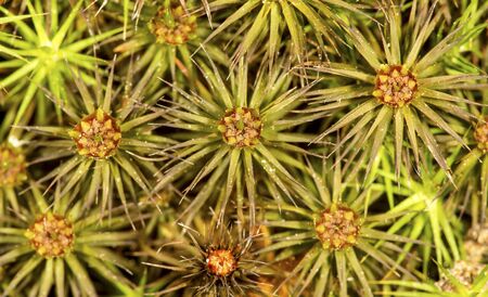 Male splash cups on gametophytes of hair cap moss, Polytrichum ohioenseの写真素材