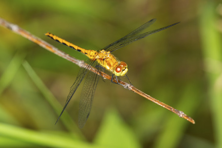 Wandering glider dragonfly female, Pantala flavescens, on a twig at the Belding Wildlife Management Area in Vernon, Connecticut.の写真素材