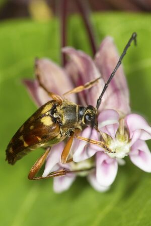 Banded longhorn beetle, Typocerus velutinus, with long segmented antennae on a milkweed flower at the Belding Wildlife Management Area of Vernon, Connecticut.の写真素材