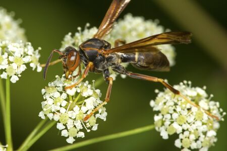 Closeup of a paper wasp, probably Polistes furcatus, on flowers of poison hemlock in a swamp at the Donnelly Preserve in South Windsor, Connecticut.の写真素材