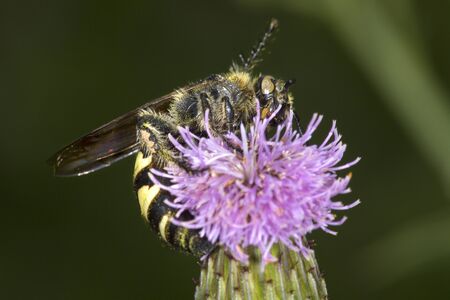 Typhiid wasp probing for nectar on a lavender thistle flower at the Donnelly Preserve in South Windsor, Connecticut.の写真素材