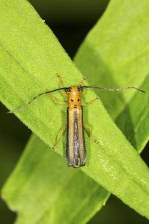 Orange  beetle (Chrysomelidae) on a leaf at the Donnelly Preserve in South Windsor, Connecticut.の写真素材